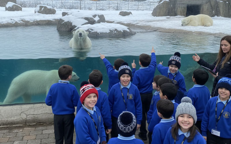 Students observing polar bears during a school trip at Highland Wildlife Park